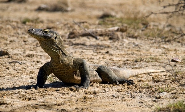 Flores And Komodo Island